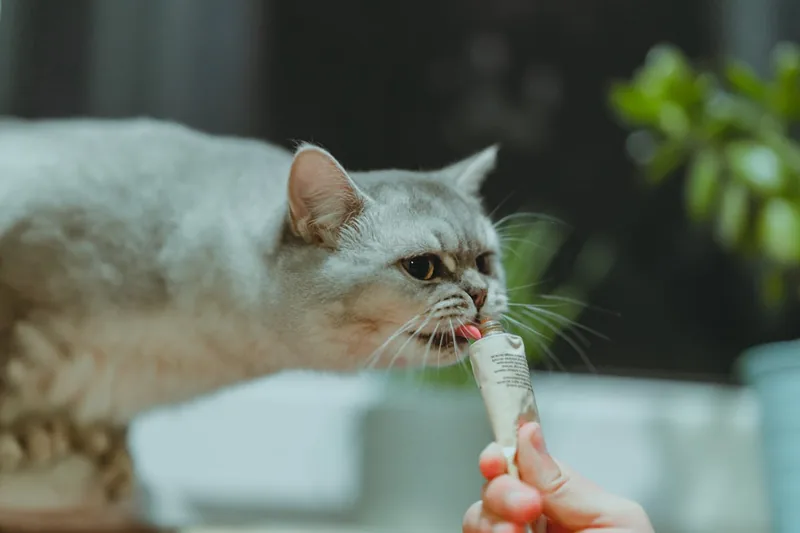 Eine Hand verabreicht vorsichtig Malzpaste an eine neugierige Katze zur Unterstützung der Verdauung.