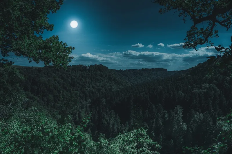 Atmosphärisches Bild eines dunklen Waldes bei Nacht, suggeriert Erkundung.