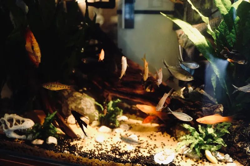 Ein stilvolles Nano-Aquarium als Produktfoto, nahaufnahme.