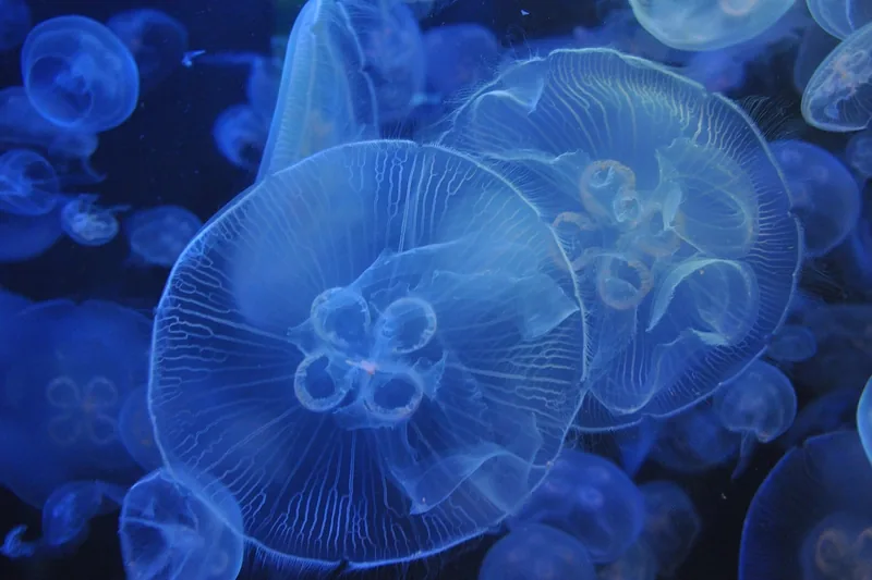 Detailaufnahme des integrierten Filters eines Nano-Aquariums.
