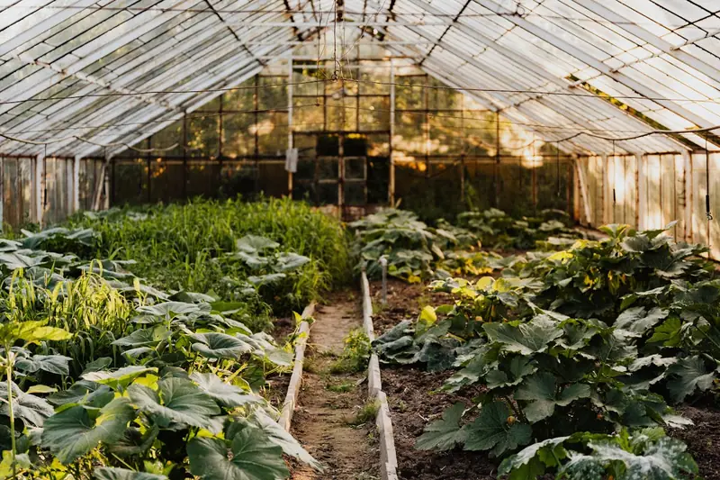 Ein blühender, grüner Garten mit verschiedenen erfolgreich veredelten Pflanzen, die kräftig wachsen.