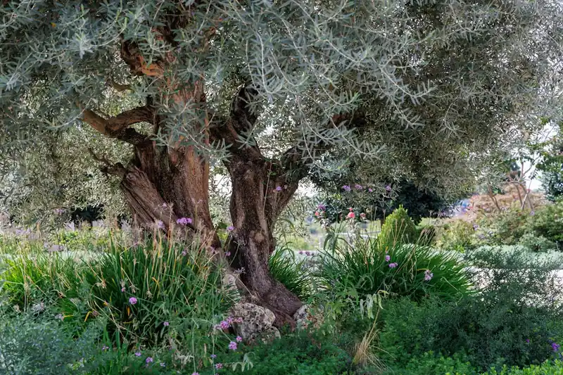 Ein prächtiger, gesunder Olivenbaum steht im warmen Sonnenlicht in einem mediterranen Garten, Resultat guter Pflege.