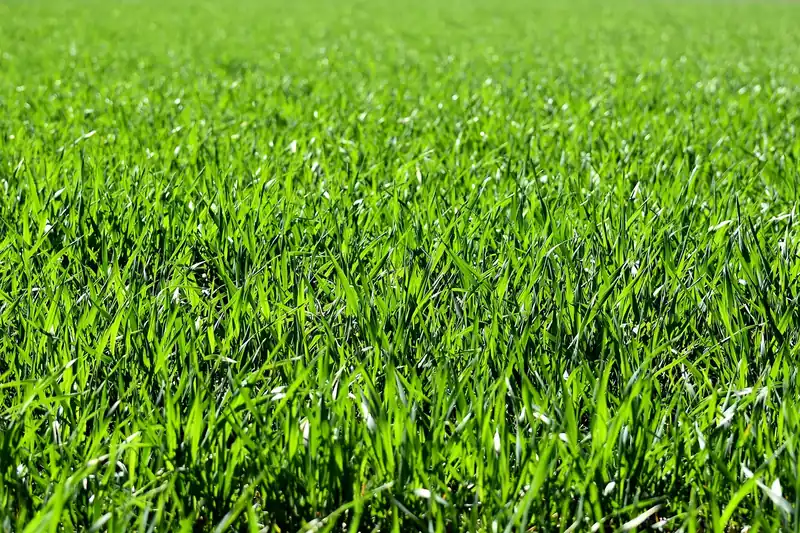Eine weitläufige, frisch gemähte Gartenlandschaft an einem sonnigen Tag, ein gepflegtes Grün.