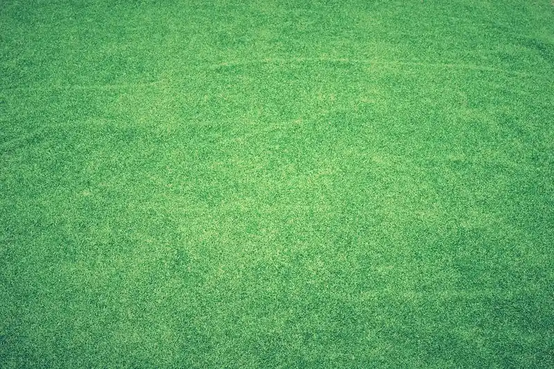 Ein perfekt gepflegter, unkrautfreier Rasen in einem sonnigen Garten als Ergebnis der Pflege.