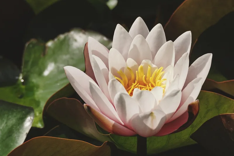 Nahaufnahme einer weißen Seerose, isoliert vor neutralem Hintergrund.