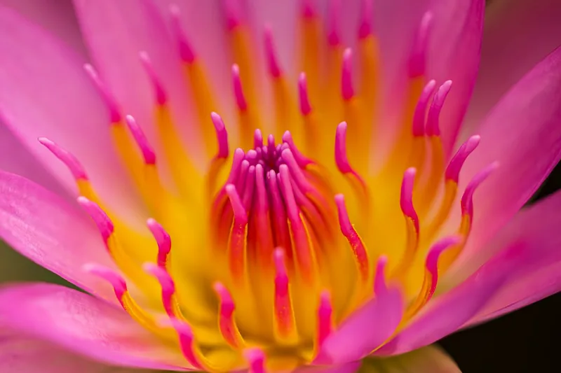 Makroaufnahme der filigranen Blütenblätter und des Stempels einer Seerose.
