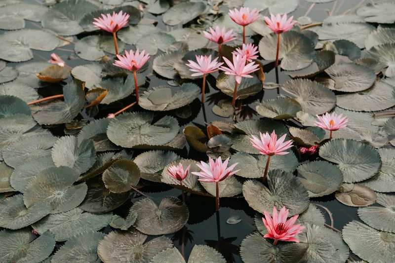 Eine Person setzt vorsichtig eine Seerose in einen Gartenteich ein.