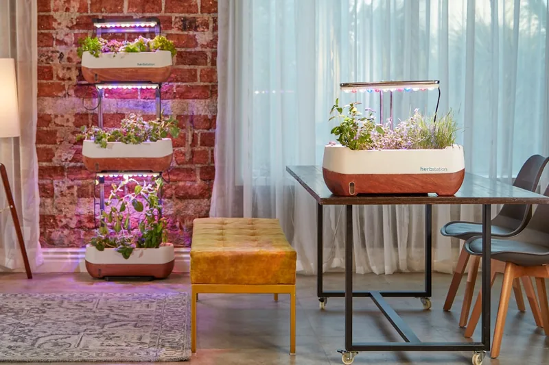 Eine Hand erntet frische Basilikumblätter aus einem Smart Garden auf einer Küchenzeile.