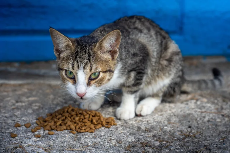 Nahaufnahme des getreidefreien Katzen-Trockenfutters, zeigt die Textur und Qualität der Kroketten.