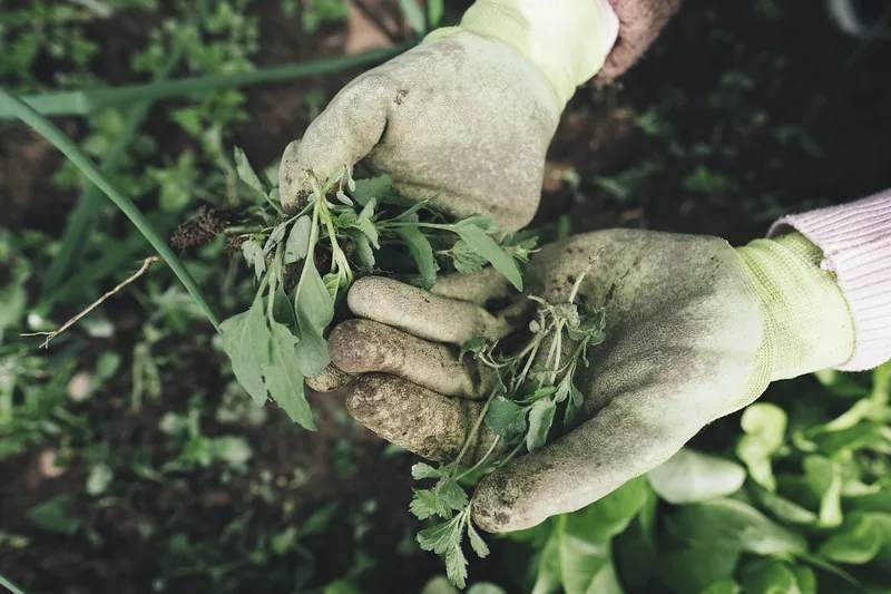 Eine gepflegte Gartenlandschaft mit erfolgreich entferntem Unkraut, bereit für die nachhaltige Pflege.