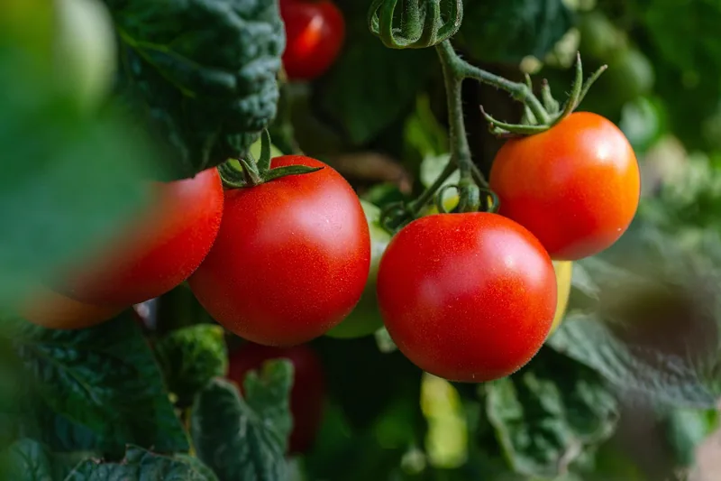 Ein prächtig gedeihender Gemüsegarten mit gesunden Pflanzen und fruchtbarem Boden.