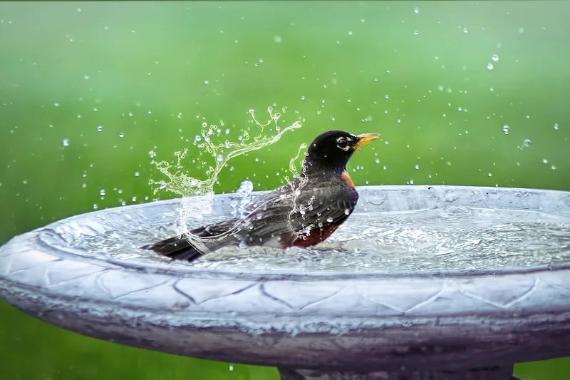 Nahaufnahme des sauberen Wassers in einer Vogeltränke, bereit für die gefiederten Besucher.