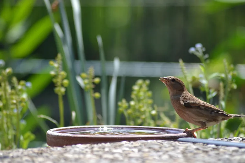 Eine Hand füllt frisches Wasser in eine stehende Vogeltränke im grünen Garten nach.