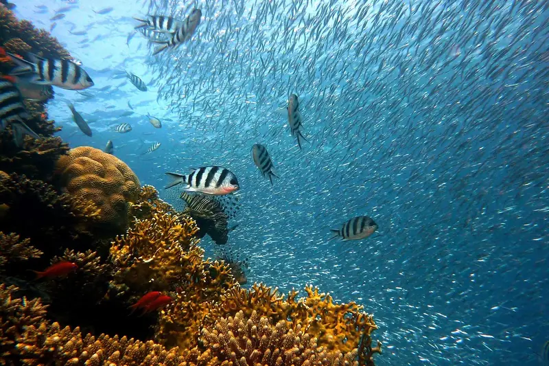 Atemberaubende Unterwasserlandschaft mit bunten Korallen und Fischen, festgehalten von einer wasserdichten Kamera.