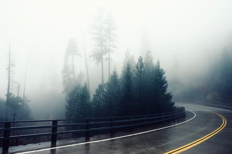 Atmosphärische regnerische Waldlandschaft mit nassem Boden, ideal für wasserdichte Rucksäcke.