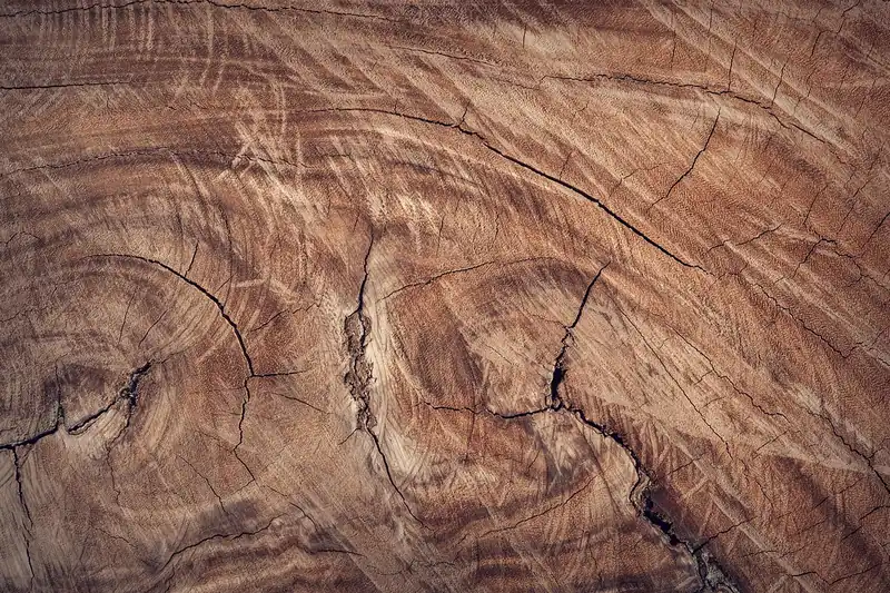 Detailaufnahme der robusten Holzplatte einer Werkbank, mit Fokus auf Maserung und Materialqualität.