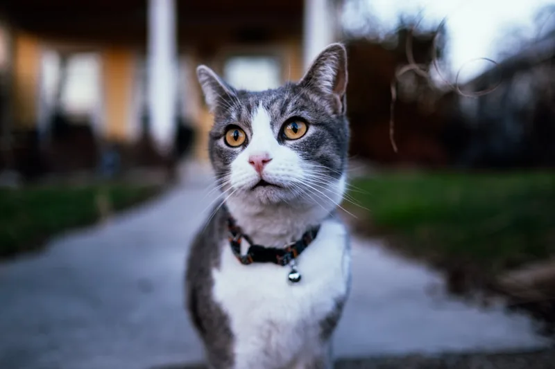 Eine Hand legt behutsam ein Zeckenhalsband um den Hals einer Katze, demonstriert die korrekte Anwendung.
