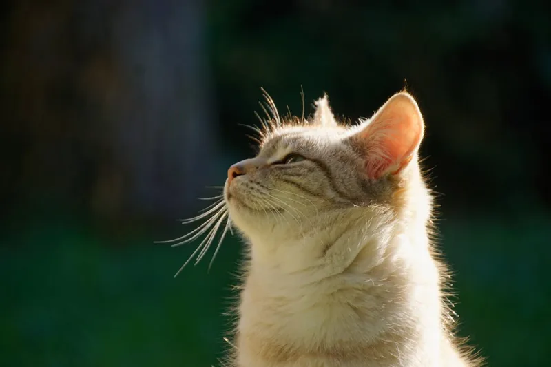 Eine Katze entspannt im Garten und genießt die Natur, symbolisiert Schutz und Wohlbefinden im Freien.