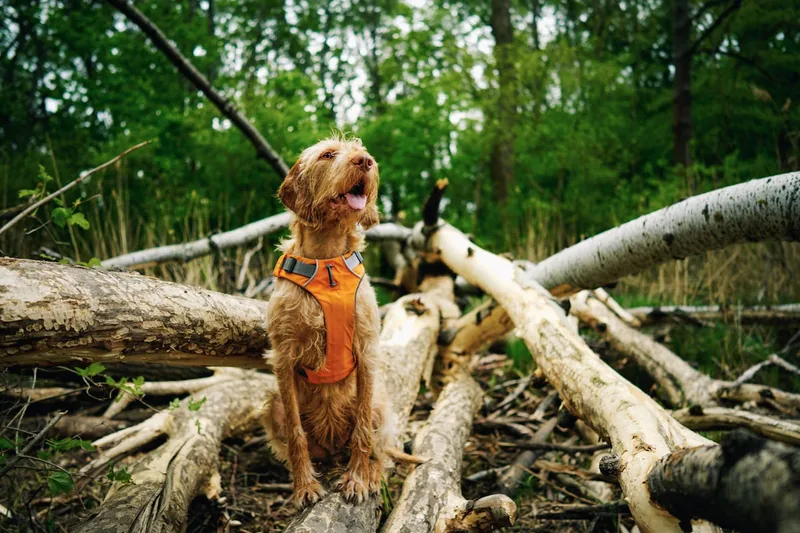 Glücklicher Hund und Mensch beim Wandern in der Natur, geschützt vor Zecken durch das Zeckenset.